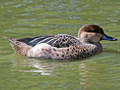 Garganey x Blue-billed Teal hybrid